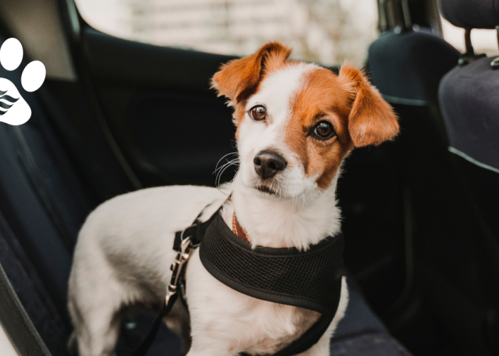 a dog wearing a dark harness sits in the backseat of a car