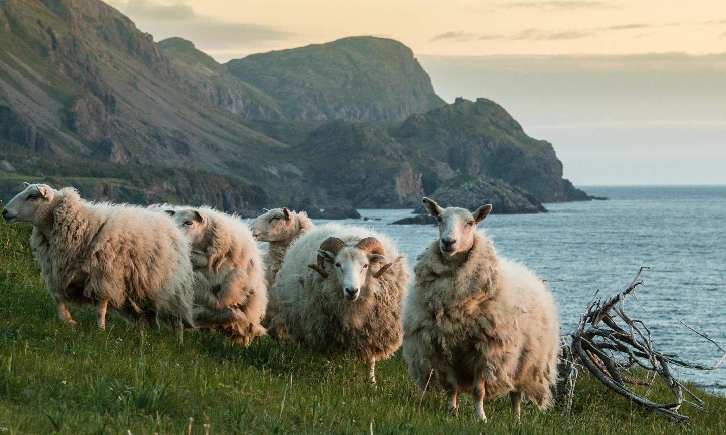 A flock of sheep standing on a grassy coastal hillside, with sea cliffs and a calm ocean inlet in the background.
