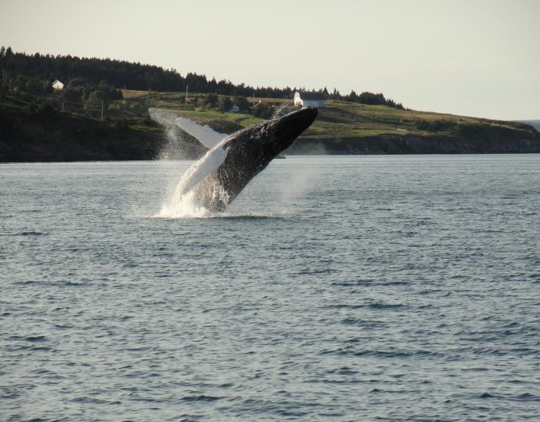 Whale breaching and splashing in the ocean.
