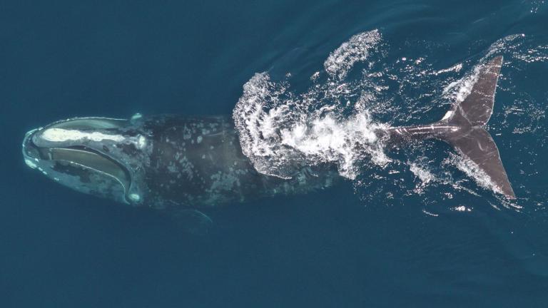 North Atlantic right whale feeding