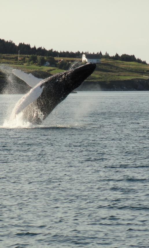 Whale breaching and splashing in the ocean.