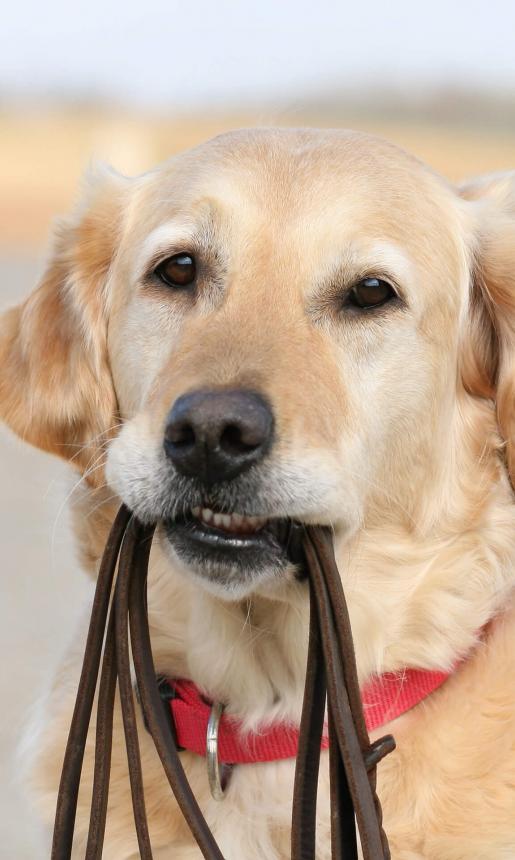 dog with leash in mouth